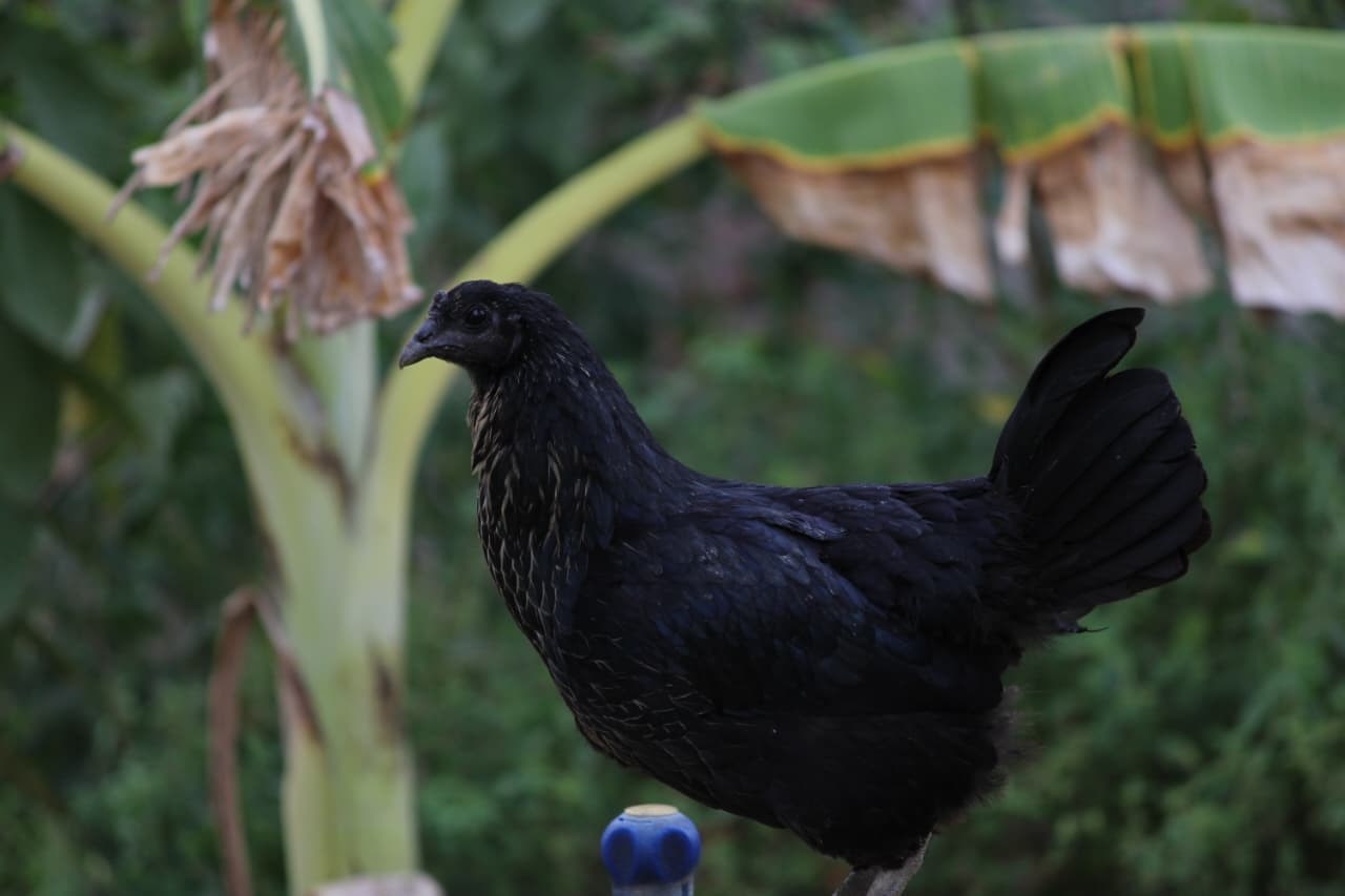 Black Country Hen