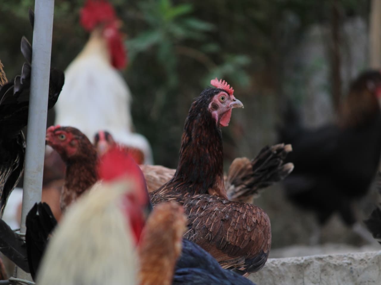 Peruvidai Hen