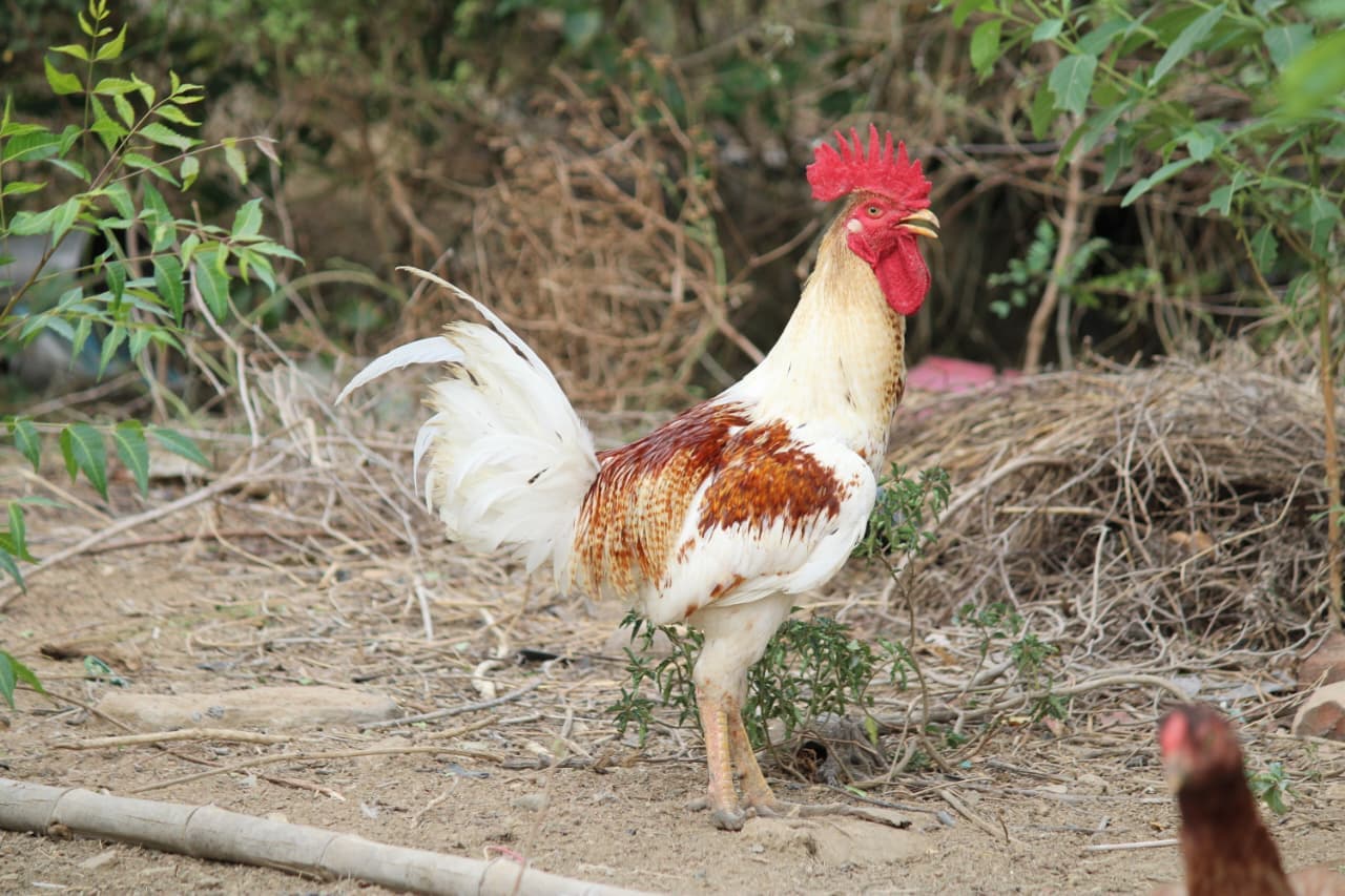 Peruvidai Rooster