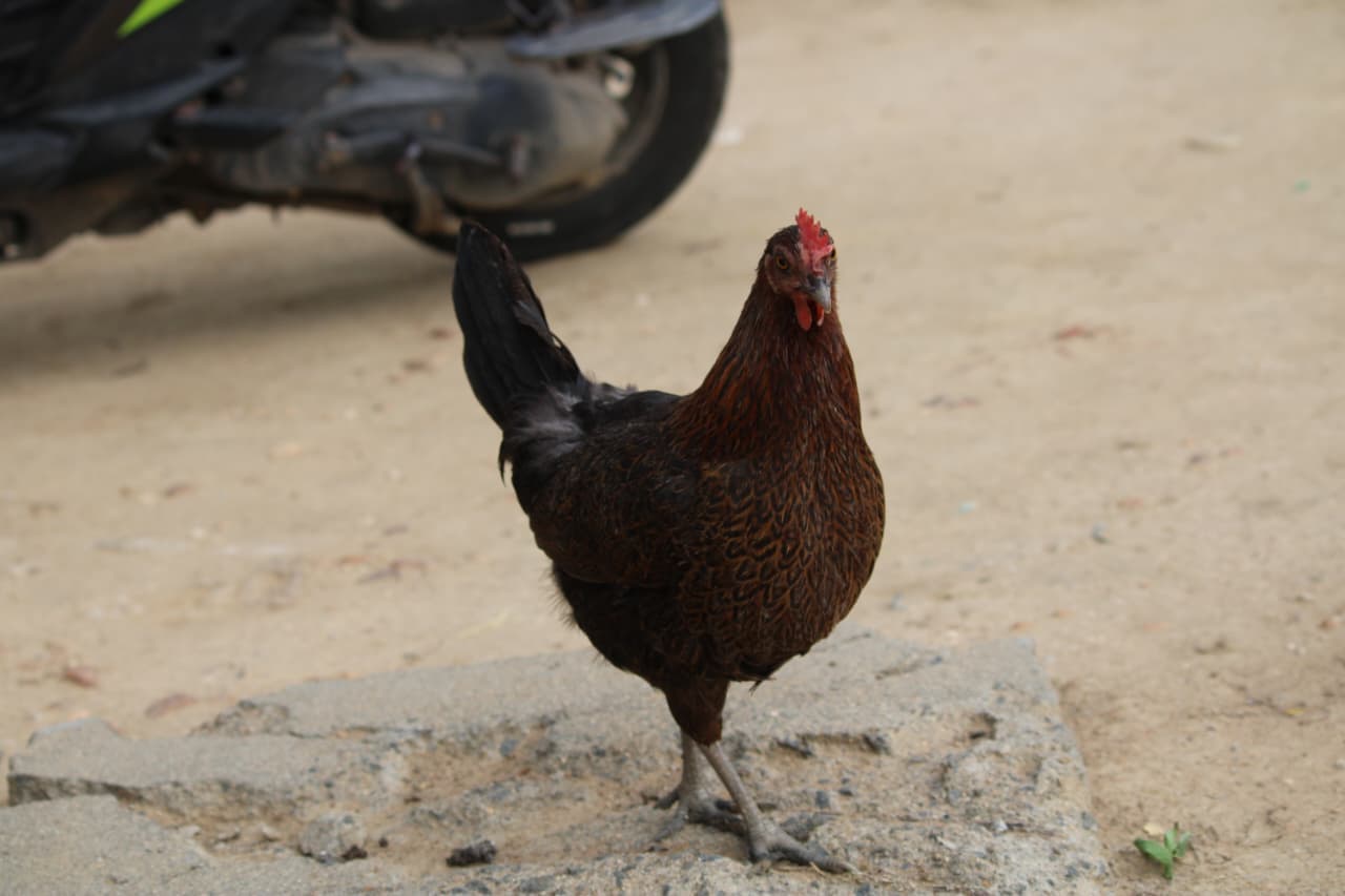 Siruvidai Hen