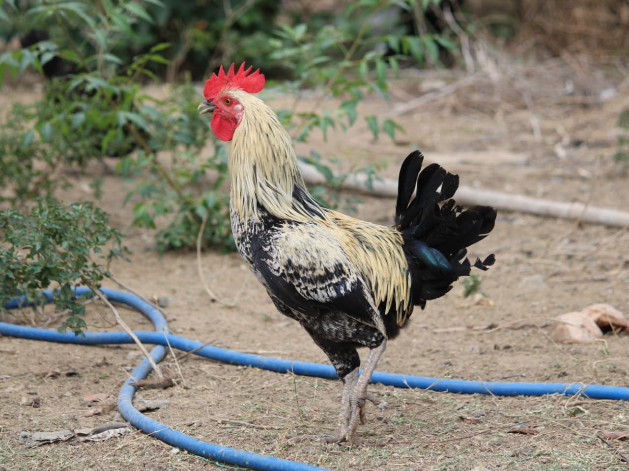 Siruvidai Rooster