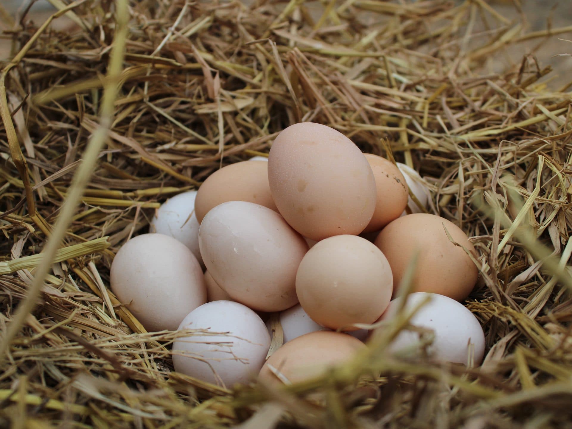 Fresh farm eggs