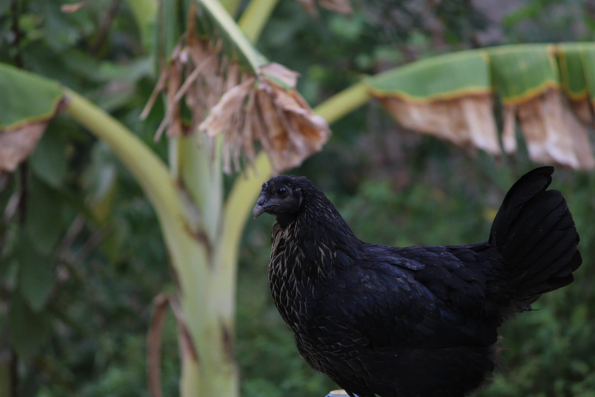 Brooeggs farm